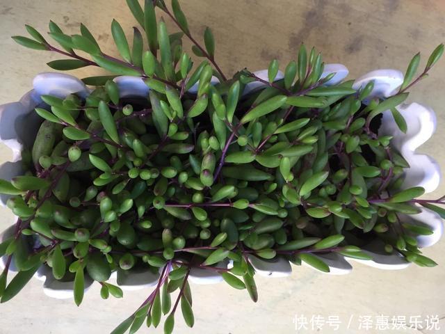 胧月|多肉萌新养这几种，不用打理就能活，省心省事颜值不低