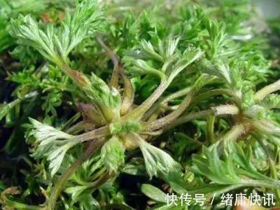 延缓衰老|女性总是皱纹太多多吃此菜,补充气血,缓解痛经,远离妇科炎症