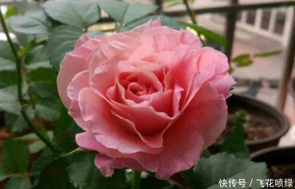 世界名花“海神王阳台月季”,阳台养一盆就够了,四季能开花