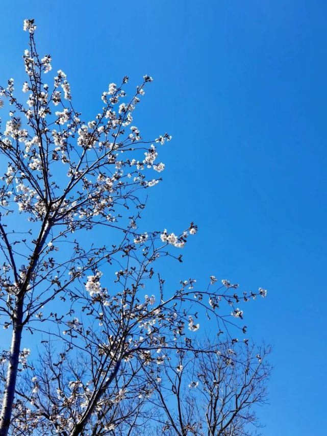 来这里，淋一场樱花雨