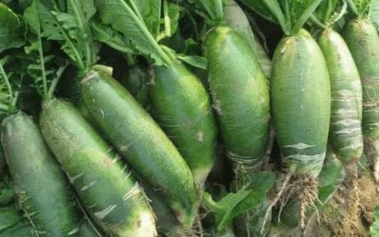 萝卜和它一起煮,隔三差五吃,暖胃驱寒,咳嗽不咳,早食早受益