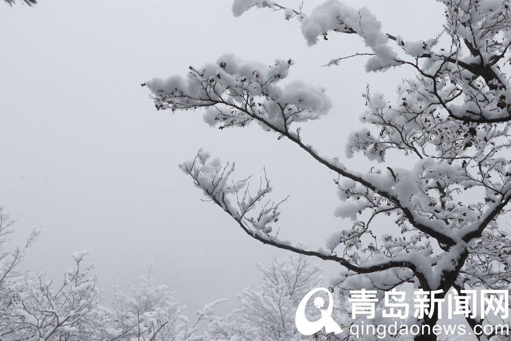 景区|崂山巨峰景区正常开放 游人雪中登崂山