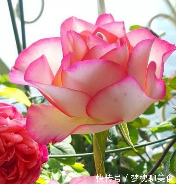 公认最美的4种花,不怕冷、不怕热,开花漂亮花期长