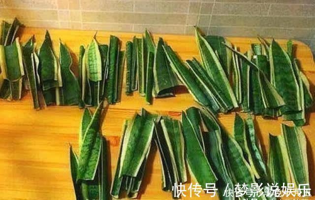 养“虎尾兰”有要点,学会“砍倒重来”,1盆变100盆,4年到房顶