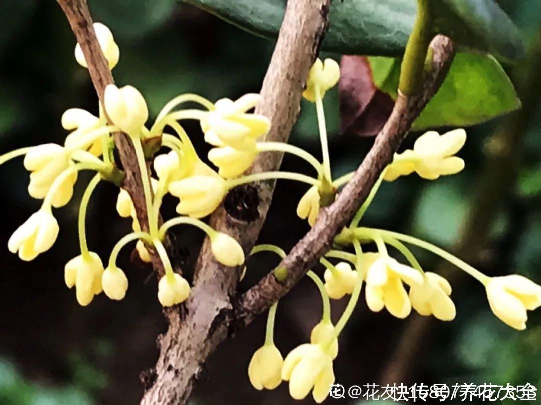 月季|养花“黑名单”实在太难养，心累