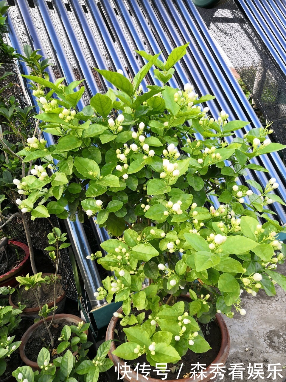 技巧|茉莉花养成“老桩”,1次开花上百朵,满园花香,技巧有4个