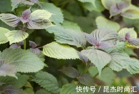 李时珍|这种植物叫做紫苏，对人体的好处多多，在中医历史中影响非凡呢！