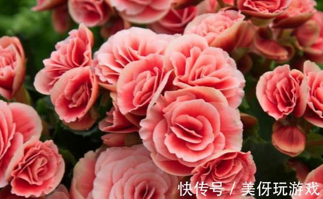 冬季艳丽大花如何爆盆,丽格海棠