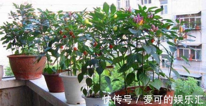 阳台养花总烂根，黄叶，不开花，3个关键要知道，不能忽略