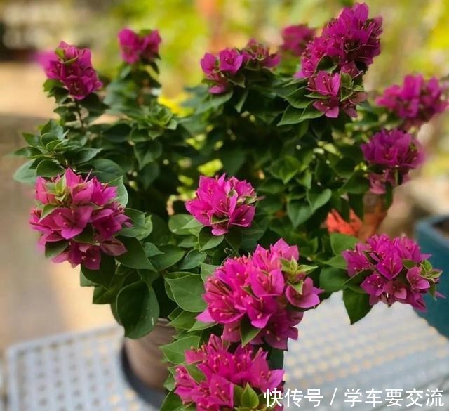 三角梅不耐寒，提前做好“三动作”，室外冻一冻，开出层叠群花！