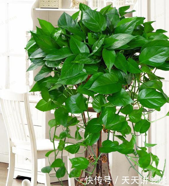 爆盆|户外捡3种东西,养花肥沃、透气,1-2年不施肥,花卉轻松爆盆