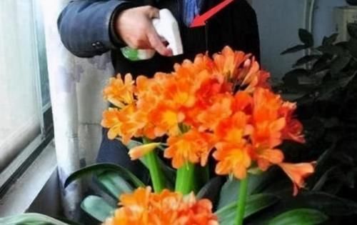 外婆养君子兰,每天不干别的,就浇1“液体”,嗖嗖开花从不僵苗