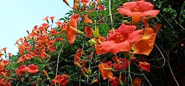 好好的院子,被一棵“霸道”的凌霄花给毁了