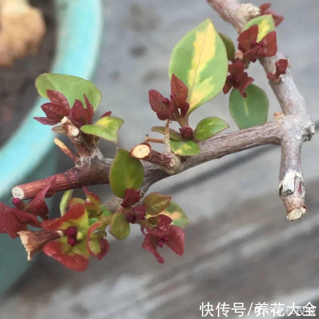 带花芽的枝条不能修剪，未来全是花苞，一剪就亏了