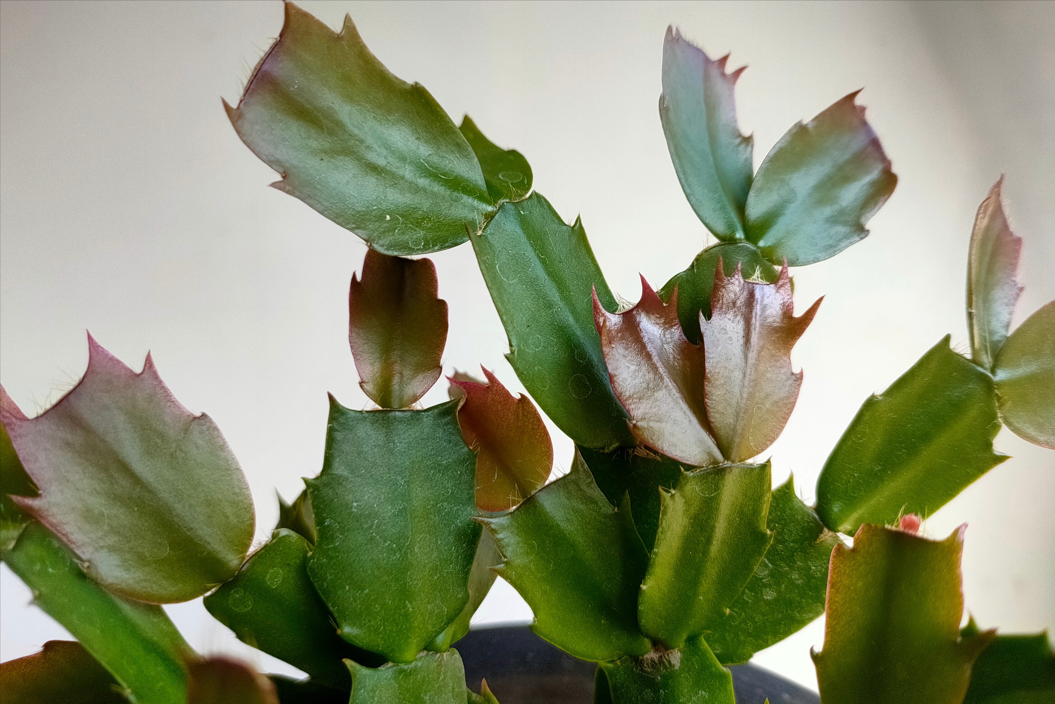 蟹爪兰不长花苞、开花少?教你简单“4步骤”,20天长出花苞来