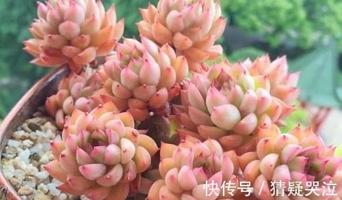 多肉植物中的爆盆之王女雏,人称小荷花,出了状态美得令人陶醉