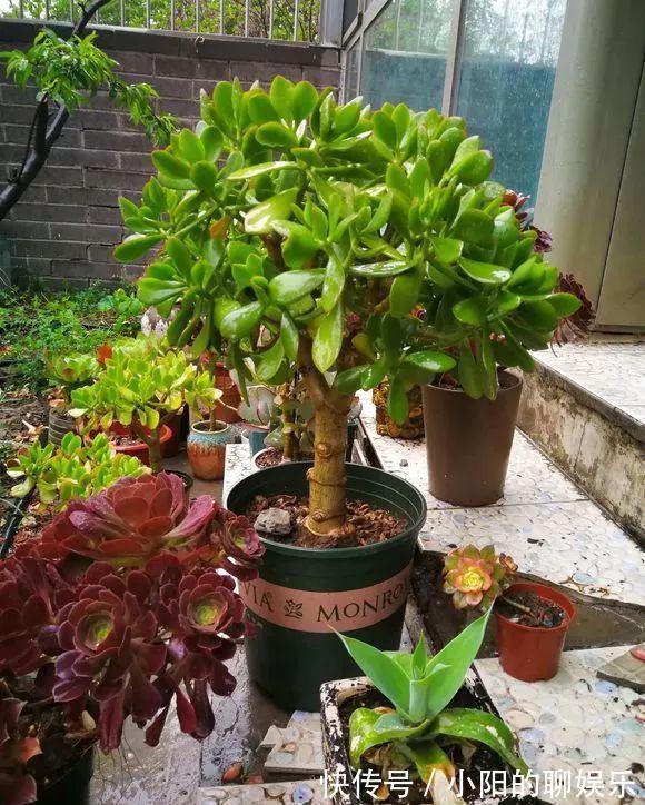 “寿命长”的11种花，好养寓意好，越养越值钱