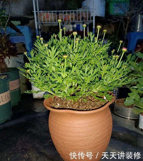 好时机|天气要热了,三种花修剪扦插正当时,小编已经迫不及待了