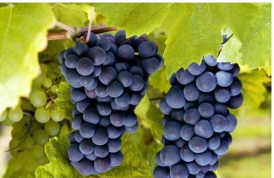 大寒|年纪大了抵抗力却下降了,多吃3种祥云果,寓意吉祥如意长寿