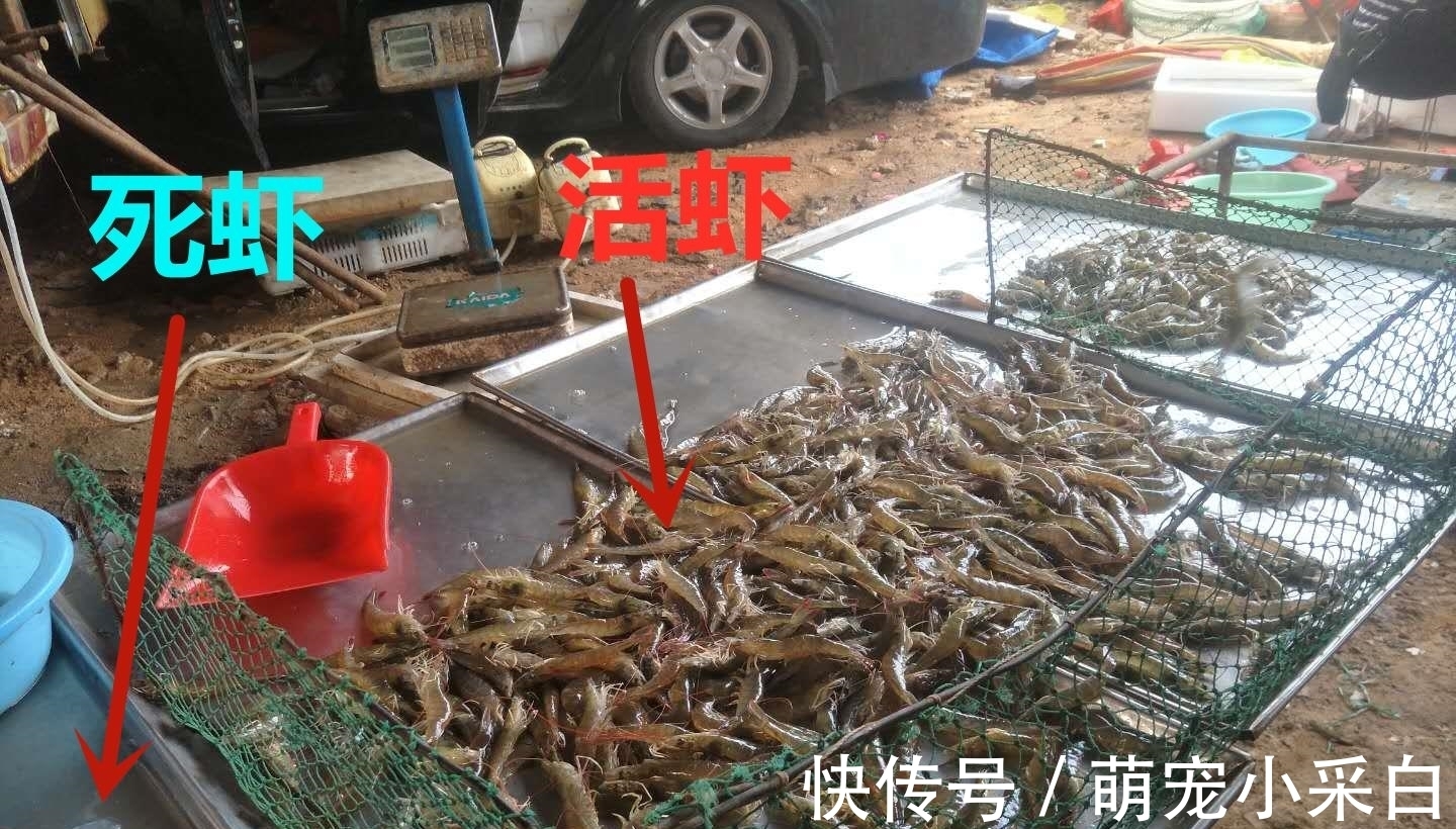 保鲜|大虾保鲜有诀窍：冷冻一年，解冻仍然是鲜活模样，百试百灵