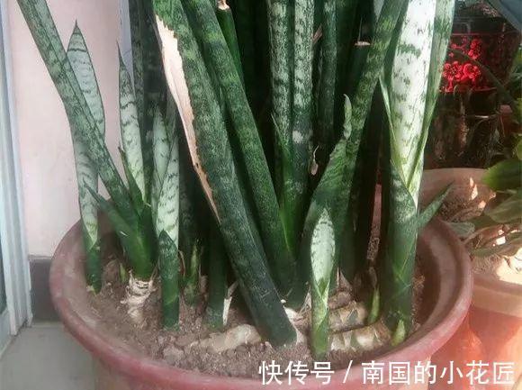 发芽|养了1年虎皮兰,不长叶、不发芽?可能是3个原因导致