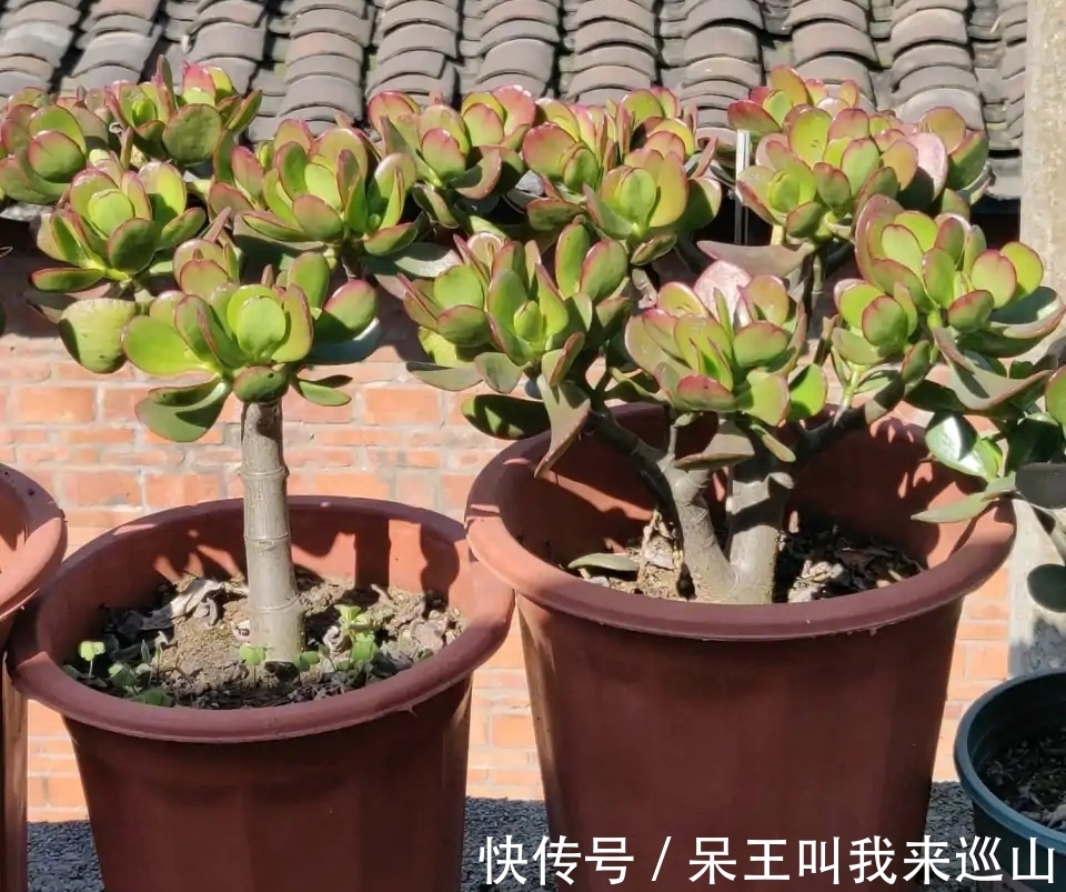 隔壁王大爷家养了18年的玉树又开花了!他说:要想玉树开花并不难