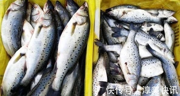 今天才知道，海鲈鱼和淡水鲈鱼差别这么大，选对了才肉嫩味美