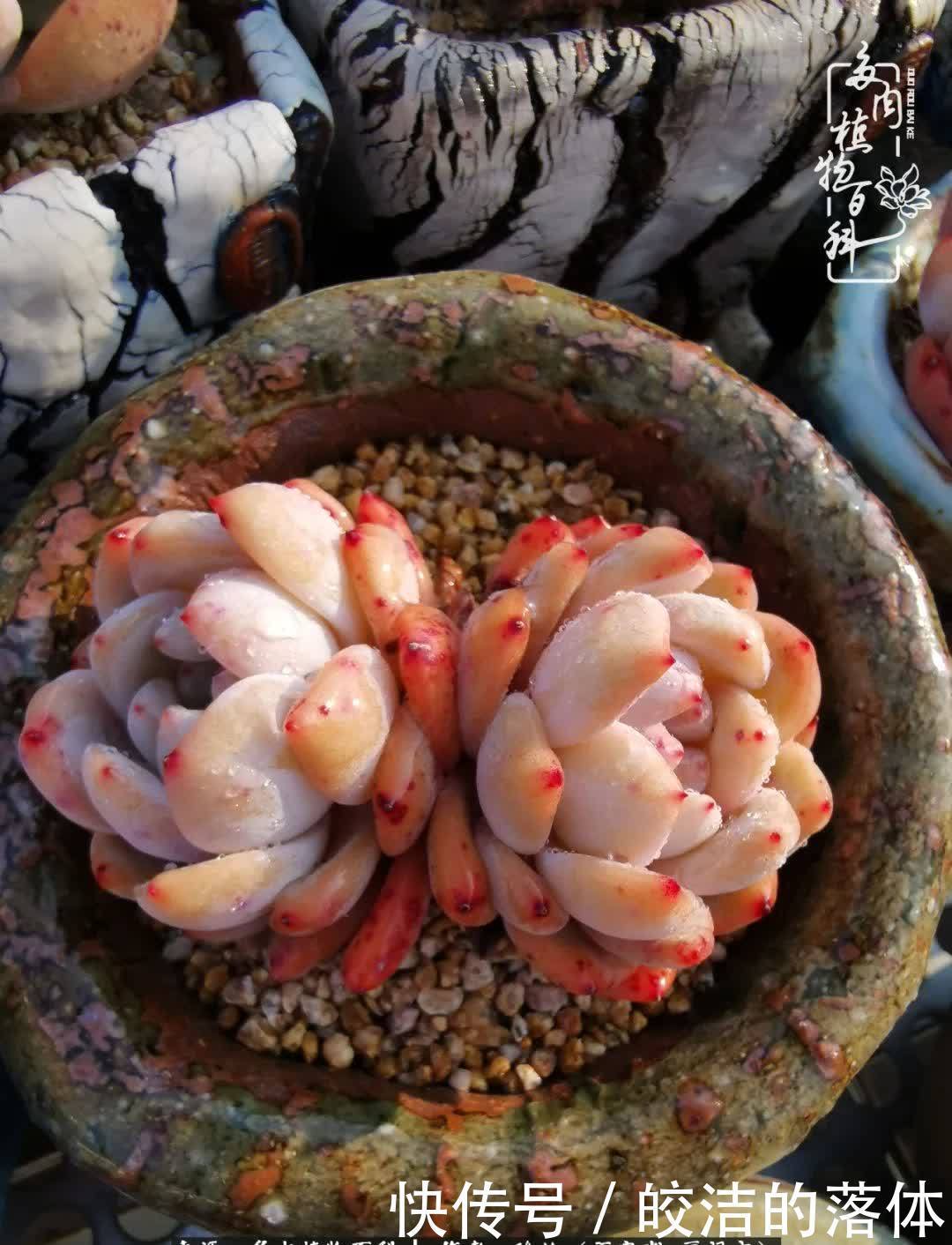 百度|我与多肉那些不得不说的故事!