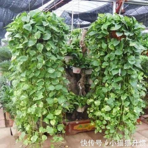 绿萝怎么养才能爬满墙,养成瀑布盆栽的秘诀