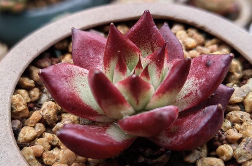 分享配土和浇水经验，包教包会，你不来瞅瞅