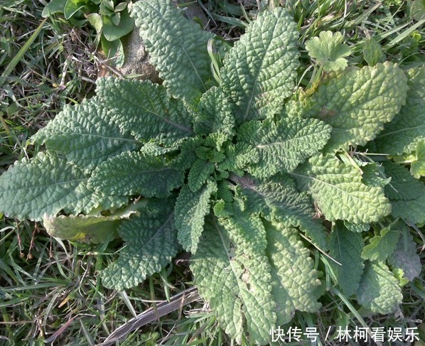 癞蛤蟆草|消化不良,多吃3种路边野草,清热解毒,凉血利尿,风味俱佳