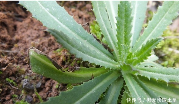 吃法|夏季挖野菜，送你64种野菜图片大全，教你认识不同的野菜和吃法！