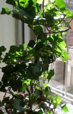 非洲|新房住了半年还有甲醛?他们都养这几种植物,身体越住越健康