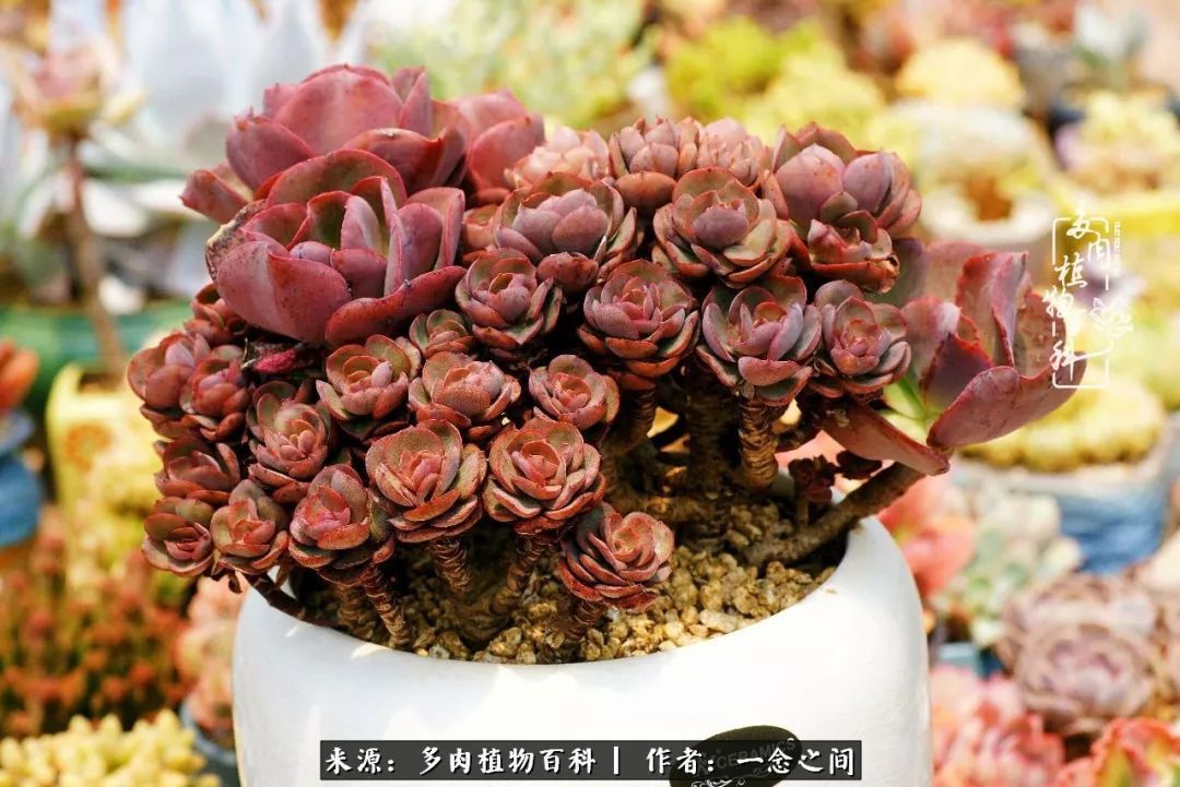 群友聊多肉没有最二只有更二,爆笑百科二群的二货二事!