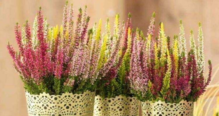 5种花好养又漂亮,清新脱俗,是懒人最爱