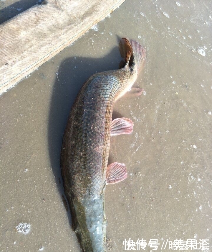 鱼塘里如果有一条这种鱼，这个鱼塘基本就废了！