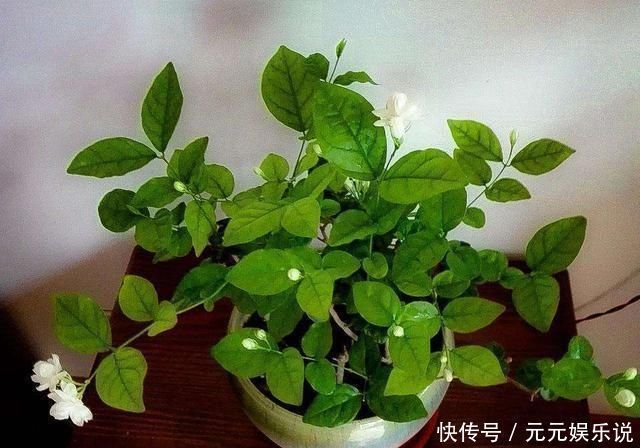 枝条|夏日的茉莉花就离不开它们，开花效果太好，黄叶都不见一片