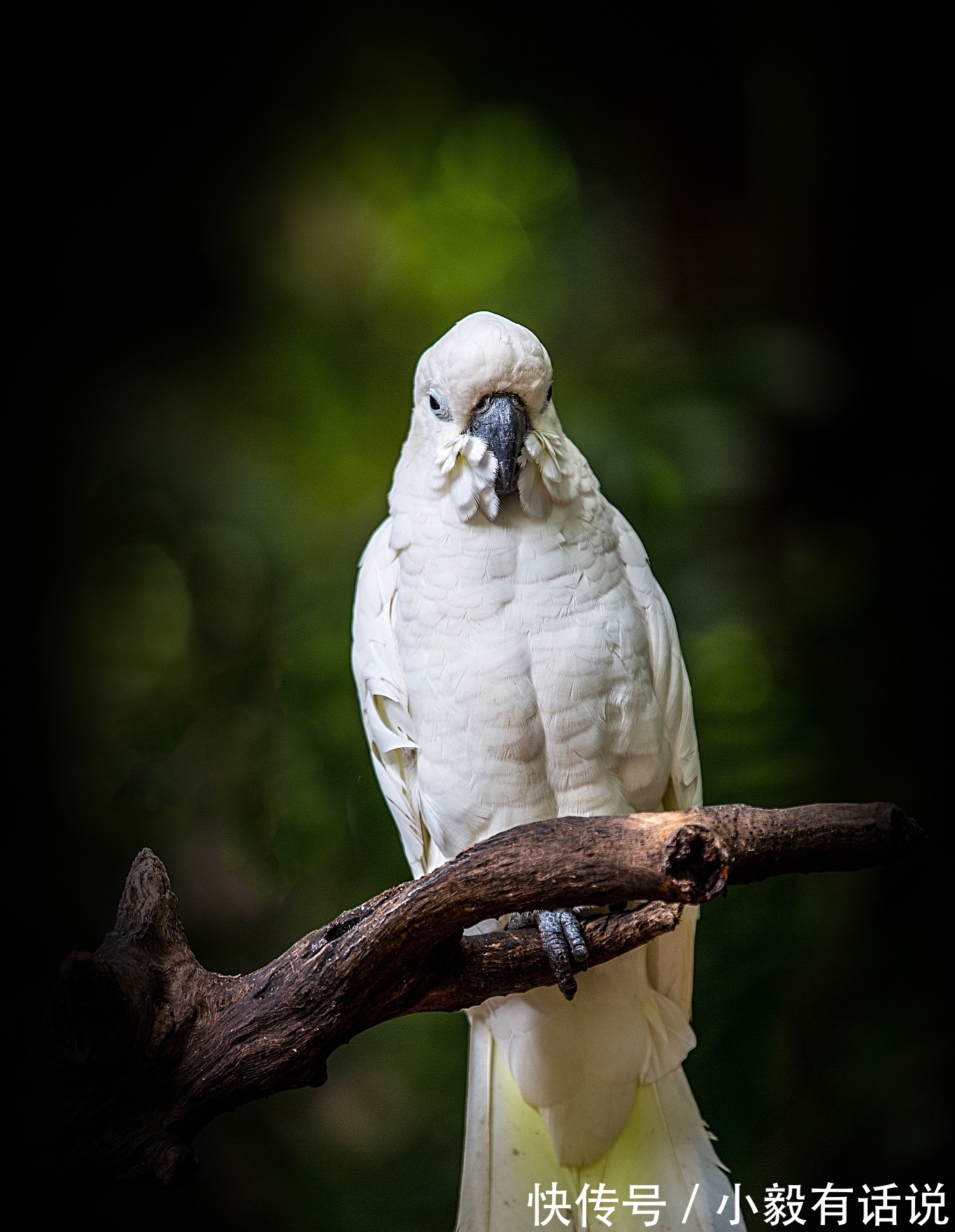周韶$苏轼《嵩阳帖》,2个故事写下一纸风流,不愧是中国文化造极之世