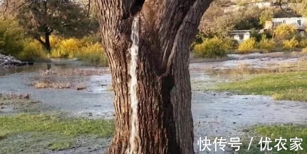 奇观|奇观！全球唯一会“喷水”的树，几十年没有停息，水从哪里来的？