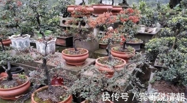 农村|农村遍地都是的植物,随便砍一棵都能做成盆景,别说你还不知道!