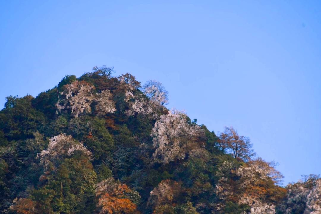 黄荆|美出新境界 四川古蔺黄荆老林立冬雪后现雾凇奇观