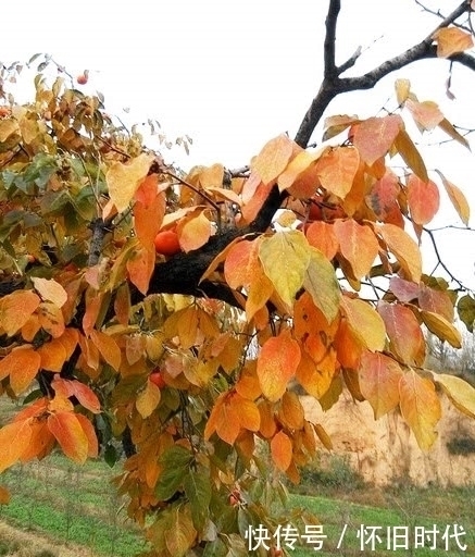 叶子|这种水果的叶子别再丢弃!市面上80元一斤,泡水喝还能降血压