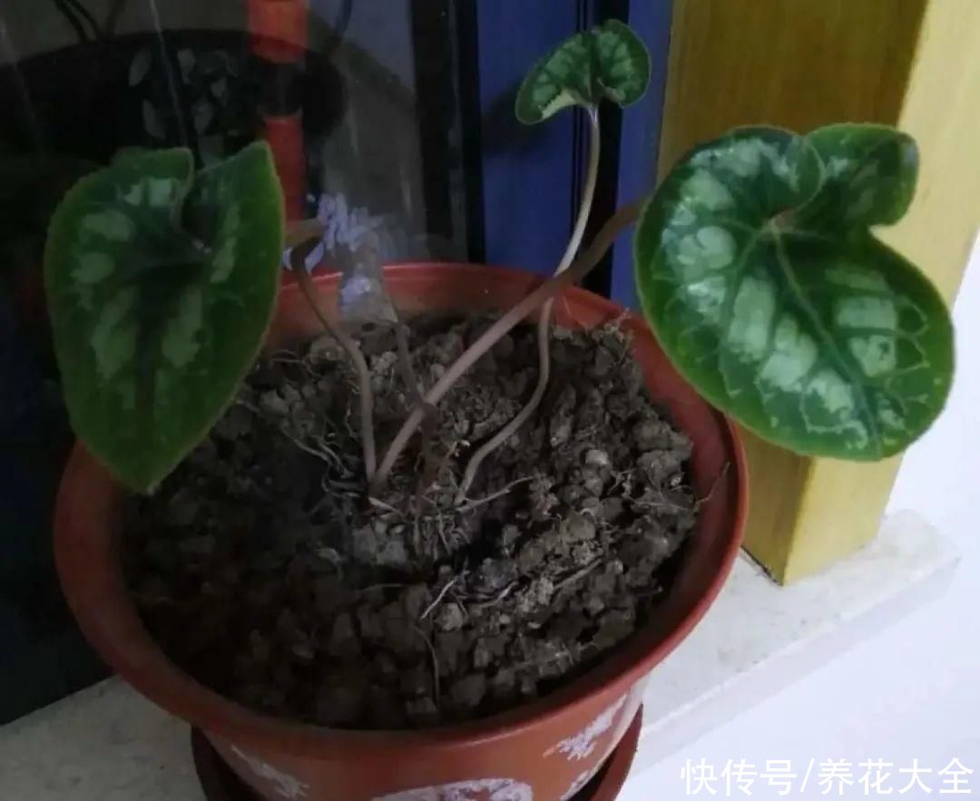 天热了，8种花要休眠，要少浇水