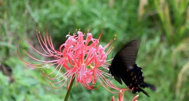 被名字耽误一生的6种花，土里土气，开花却“气度非凡”靓丽入眼