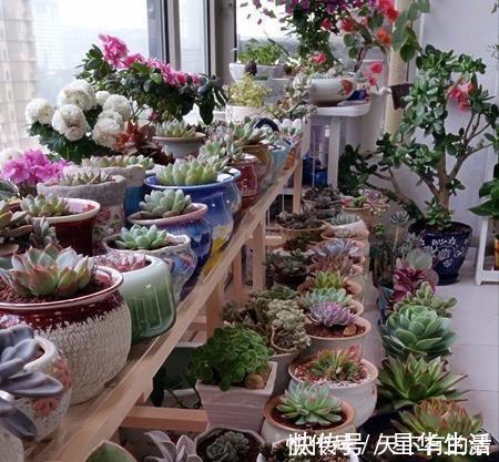 休眠期|夏天养几种“耐热多肉”，不怕酷暑，不用休眠，想养死都难