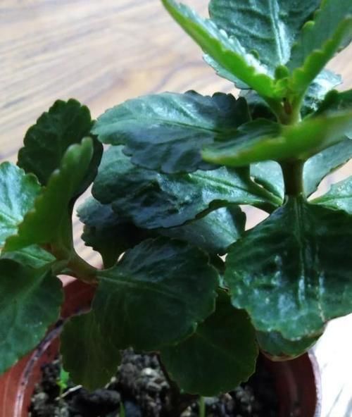 给长寿花晒太阳，天天来回挪动长寿花可以吗？