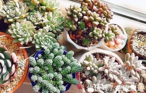养多肉植物,做到此3点,叶子圆润如珍珠,色似糖果五颜六色