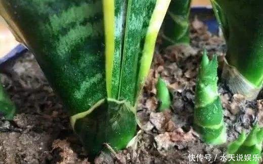机关|打开虎皮兰这个神秘机关,疯狂冒芽摁不住,简直把盆撑炸!