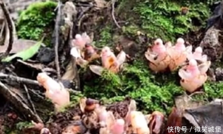 野草|山坡上的这种野草,选定一棵树就会呆一辈子,江湖人称“奴草”