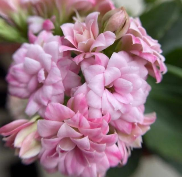 品种|75个长寿花品种，一个比一个美，一起来认识一下吧！